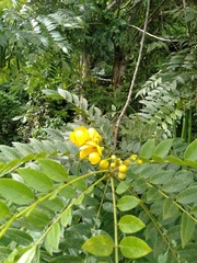 Senna spectabilis