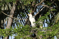 Bubulcus ibis