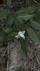 Camellia caudata