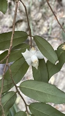 Camellia caudata