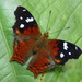 Mariposa Mapeada Rojiza - Photo (c) Andrew Neild, algunos derechos reservados (CC BY-NC-ND)