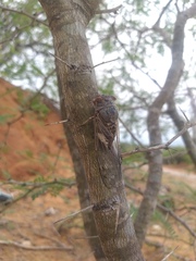 Diceroprocta digueti