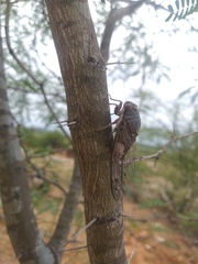 Diceroprocta digueti