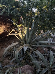 Agave mapisaga