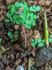 Fejervarya iskandari