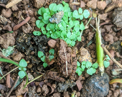 Fejervarya iskandari