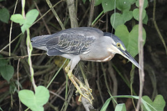 Butorides striata