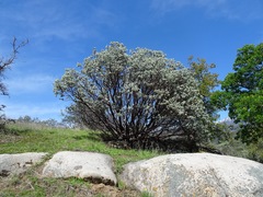 Arctostaphylos viscida
