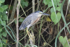 Butorides striata