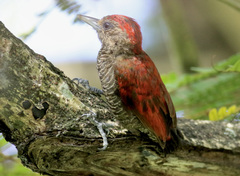 Dryobates sanguineus