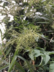 Panicum sarmentosum