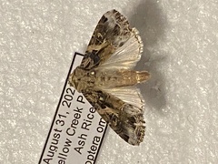 Spodoptera