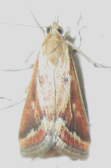 Achyra coelatalis