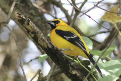Icterus nigrogularis