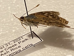 Lepidoptera