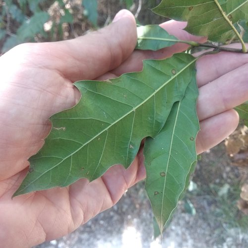Quercus grahamii