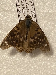 Lepidoptera