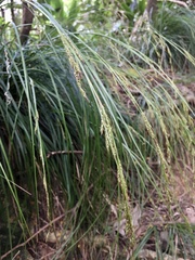 Carex brunnea