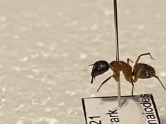 Camponotus chromaiodes