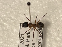 Camponotus chromaiodes
