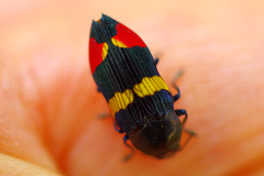 Castiarina bella