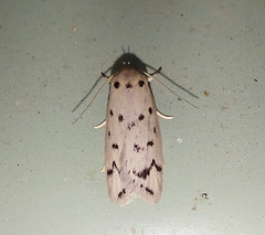 Ericibdela delotis