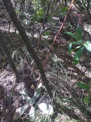 Echeveria rubromarginata