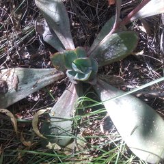 Echeveria rubromarginata