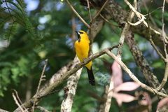 Icterus nigrogularis