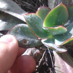 Echeveria rubromarginata