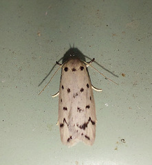 Ericibdela delotis