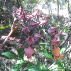 Echeveria rubromarginata