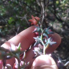 Echeveria rubromarginata