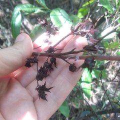 Echeveria rubromarginata
