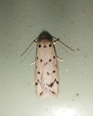 Ericibdela delotis