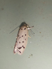 Ericibdela delotis