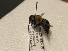 Xylocopa virginica