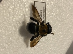 Xylocopa virginica