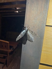 Dysmicohermes disjunctus