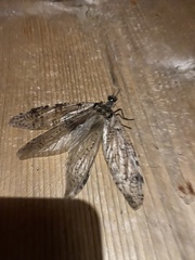 Dysmicohermes disjunctus