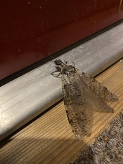 Dysmicohermes disjunctus