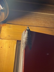 Dysmicohermes disjunctus