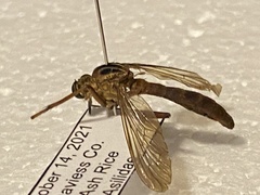 Diogmites