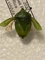 Chinavia hilaris