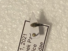 Cicadellidae