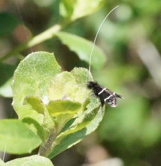 Adela septentrionella