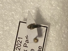 Cicadellidae