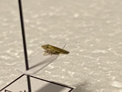 Cicadellidae