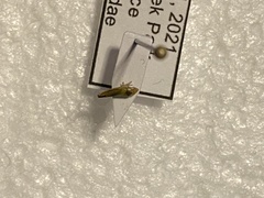 Cicadellidae