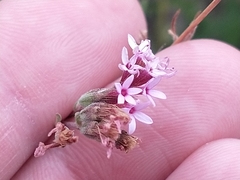 Stevia satureiifolia